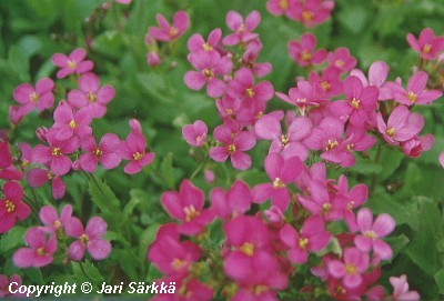  Arabis x arendsii Compinkie 